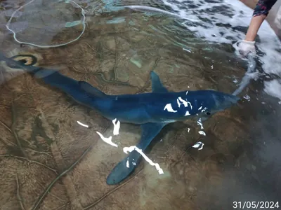 Tubarão azul não sobrevive depois de ser resgatado em Ilhabela