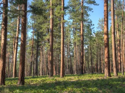 Governo sanciona lei que exclui a silvicultura do rol de atividades poluidoras