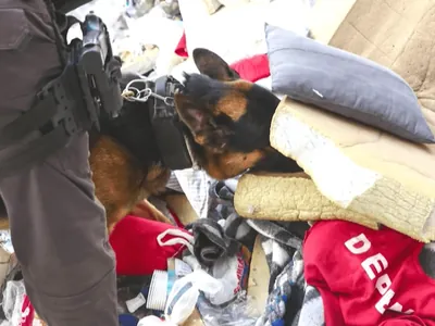Com cães farejadores, polícia age no combate ao tráfico de drogas em presídios