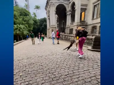 Turista sofre “tentativa de assalto” de macaco em parque no Rio; veja vídeo
