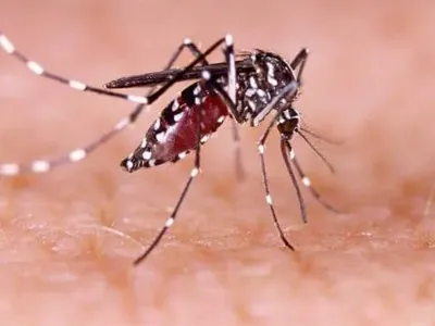Rio Preto confirma 715 casos de dengue em maio