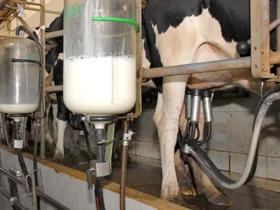Cadeia do leite defende ampliação da cesta básica com alíquota zero para o setor