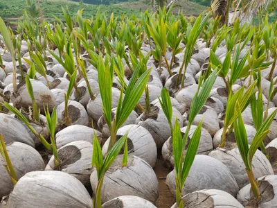 Colômbia abre o mercado para sementes de côco brasileiras