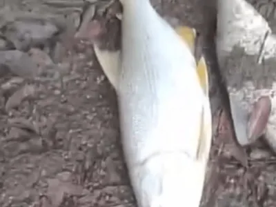 Mortandade de peixes no Rio Tibiriça é investigada pela polícia