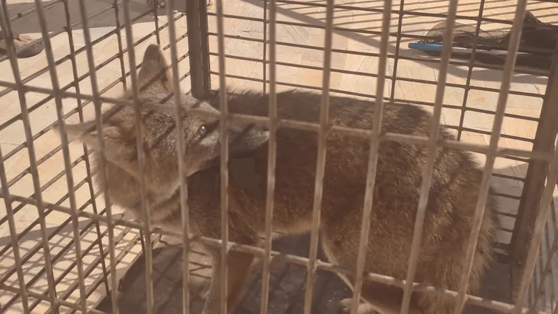 Raposa-do-campo é capturada dentro de uma casa em Regente Feijó