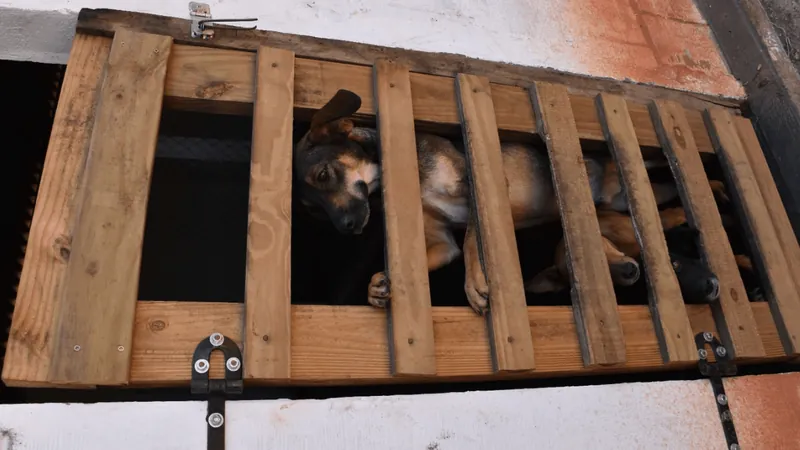 Operação da Polícia Civil encontra 60 cães em abrigo de Garça