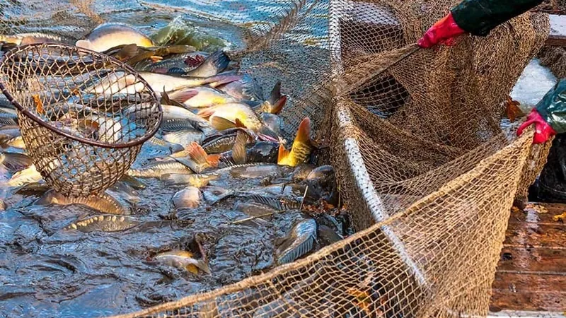 Pescadores da Barra denunciam grupo de 'pesca de arrasto' considerada ilegal