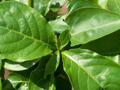 Chef Rodrigo Oliveira visita uma horta de temperos naturais em meio à cidade; assista