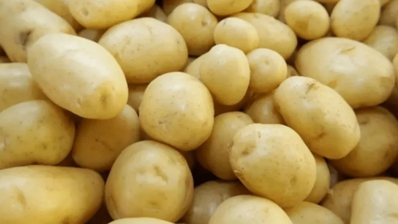 Preço da batata dispara devido às altas temperaturas e chuvas irregulares
