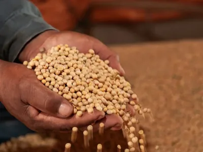 Produtor rural é condenado por pirataria de sementes de soja