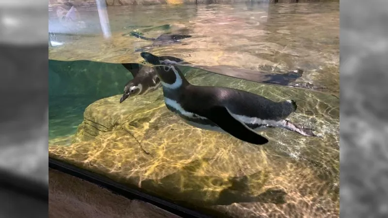 Zoológico de São Paulo volta a ter pinguins após 15 anos