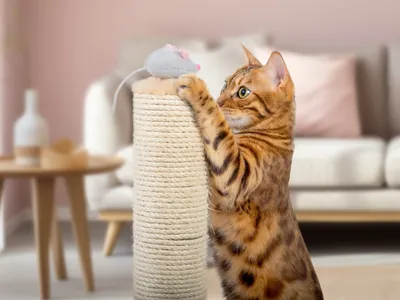 O que diz lei que regulamenta comércio e garante bem-estar de cães e gatos em SP