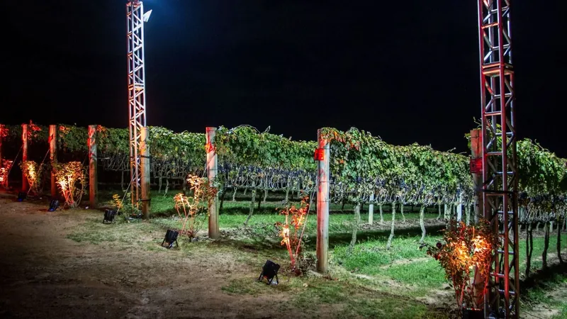 Vinícola no interior de São Paulo realiza colheita de uvas ao luar