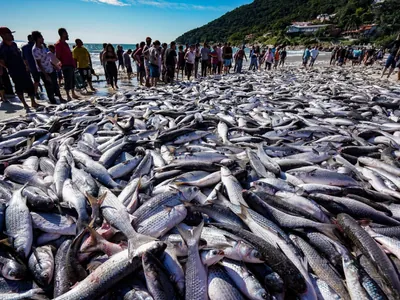 Pesca: tainhas estão gordas e chegam a 7 quilos em Santa Catarina; assista