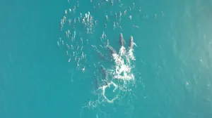 Espetáculo raro: Baleias jubarte e golfinhos nadam juntos no Litoral Norte de SP