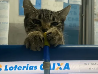 Gato é chamado de "vidente" depois de escolher bilhete premiado em lotérica