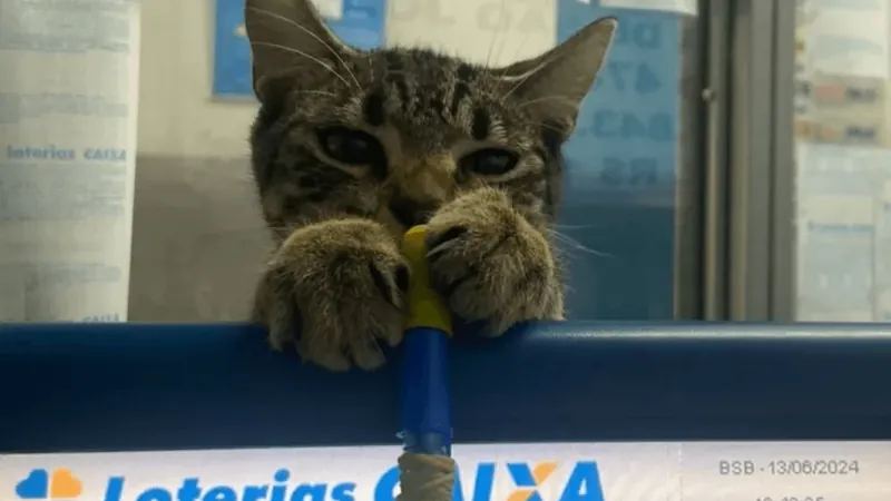 Gato é chamado de "vidente" depois de escolher bilhete premiado em lotérica