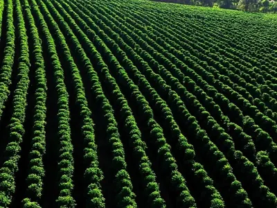 Lavouras de café ocupam 1,9 milhão de hectares no Brasil em 2024