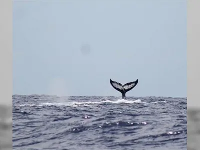 30 mil baleias devem passar pelo litoral do Rio nessa temporada, aponta pesquisa