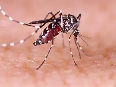 Santa Cruz do Rio Pardo confirma uma morte por dengue