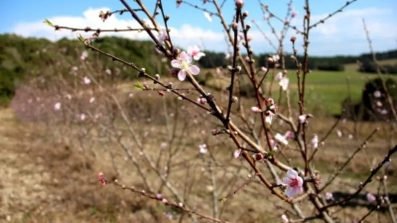 Inteligência artificial conta flores em árvores para prever número de frutos