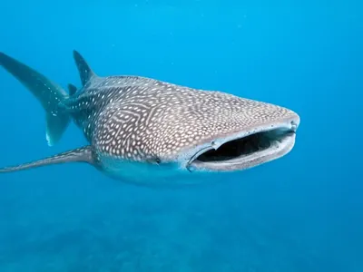 Mergulhador nada com maior tubarão do mundo em Ilhabela (SP); veja vídeo