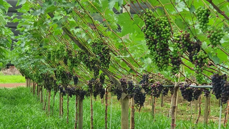 Agricultor aposta na braquiária para proteger vinhedo e colher uvas premium