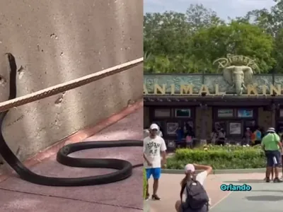 Influenciador encontra cobra solta em um dos parques da Disney; veja o vídeo