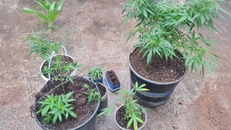 Homem é preso com tablete e pés de maconha em Jacareí