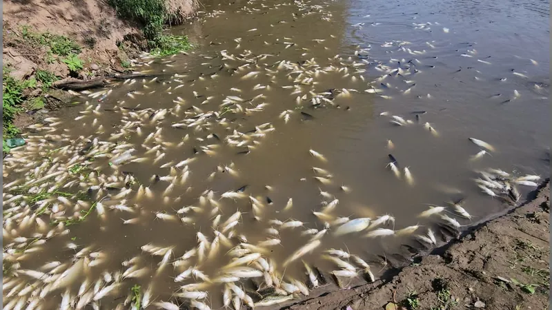 Descarte irregular de indústria causou a morte de peixes no Rio Piracicaba