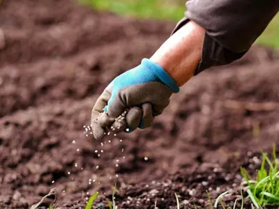 Entenda por que o Brasil está importando mais fertilizantes em 2024