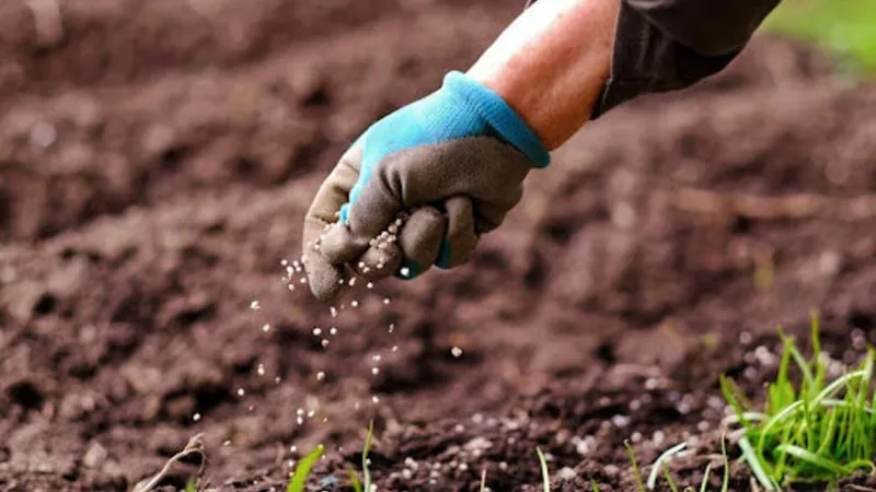 Entenda por que o Brasil está importando mais fertilizantes em 2024