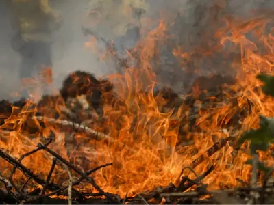 Incêndios no Pantanal causam maior devastação registrada desde 1998