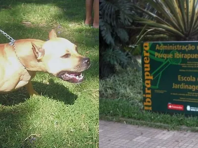 Frequentadores do Parque Ibirapuera (SP) denunciam cães soltos e sem focinheira