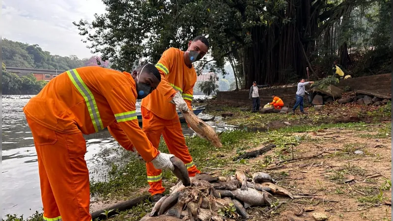 Força-tarefa retira quase 3 toneladas de peixes mortos do Rio Piracicaba