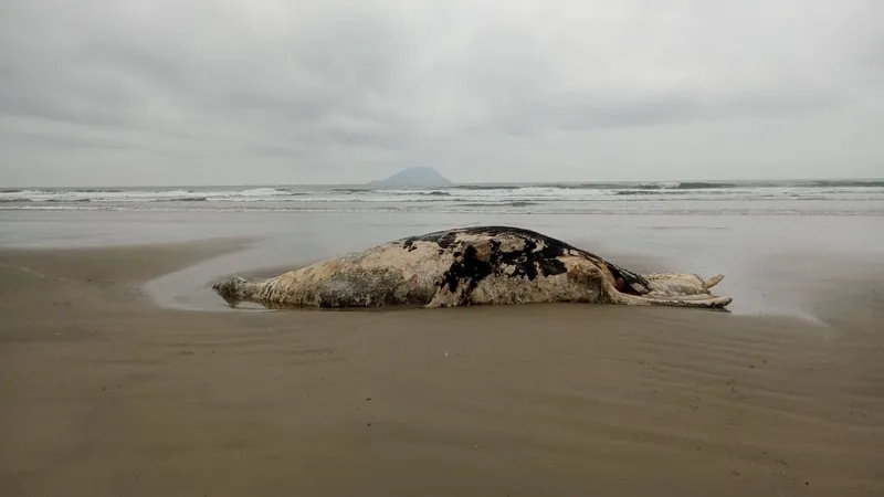 Quatro baleias-jubarte são encontradas mortas no Litoral Norte de São Paulo