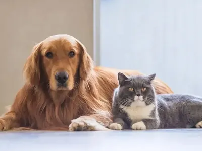 Campinas cria programa para valorizar protetores independentes de animais