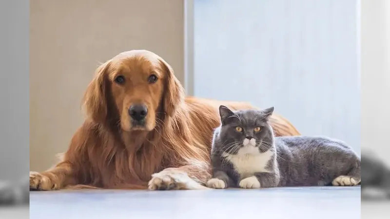 Campinas cria programa para valorizar protetores independentes de animais