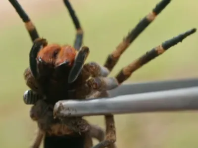 Picadas de aranhas são segunda causa de envenenamento no país