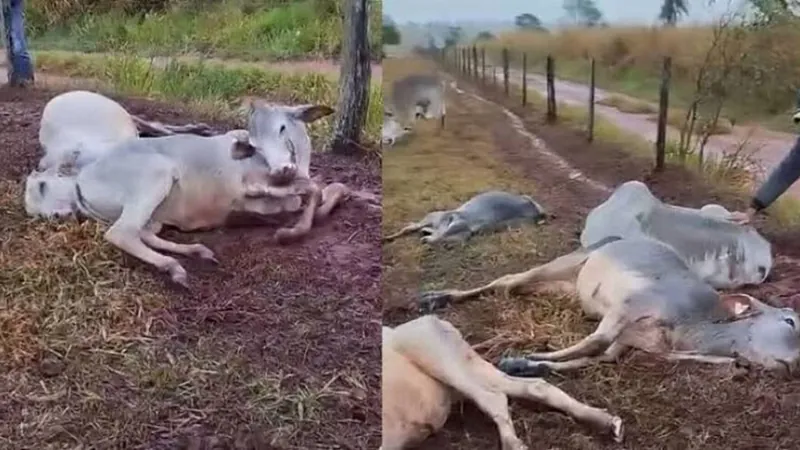 Frio em Mato Grosso do Sul provoca morte de 100 bovinos