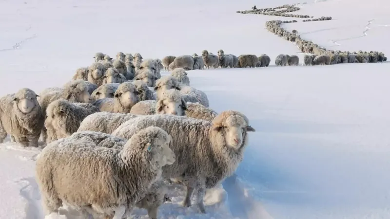 Bovinos e ovinos morrem soterrados por neve na Patagônia