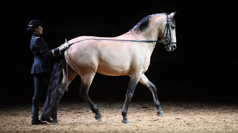 Cavalo brasileiro participa de festa de boas vindas da tocha olímpica em Paris