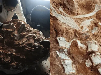 Fóssil de dinossauro é encontrado no Rio Grande do Sul após enchentes