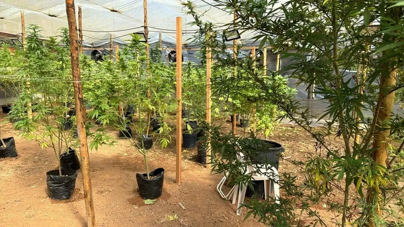 Polícia localiza plantação de maconha em Campo Limpo Paulista