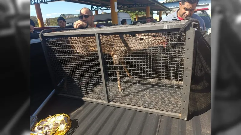 Veado ferido é resgatado em avenida de Campo Limpo Paulista