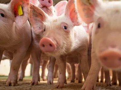 Exportações de carne suína podem bater recorde neste ano, aponta ABPA