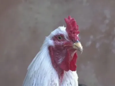 O que é a doença que fez governo suspender exportação de ovos e frango