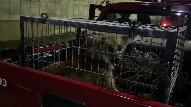 Lobo-guará é encontrado dentro do Aeroporto de São José dos Campos (SP)