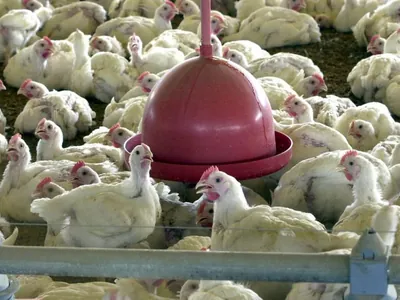 Governo suspende exportação de frango e ovos após caso de Newcastle