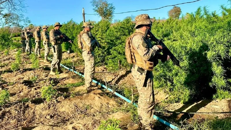 PM do PI descobre plantação que produzia 20 toneladas de maconha em área de 5 ha